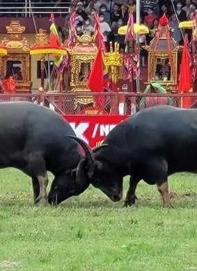 Chung kết Lễ hội Chọi trâu Đồ Sơn 2026