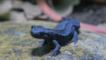 Zbliżenie na jaszczurkę krokodylową w Wietnamie, obecną od czasów dinozaurów