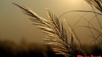 De blommande vassfälten i Da Nang lockar både lokalbefolkningen och turister.
