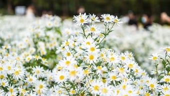 Ханой вирує сезоном квітів, який «кличе зиму» на вулиці