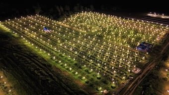 Nach dem Sturm und der Überschwemmung erstrahlt das Tet-Chrysanthemendorf in Gia Lai wieder in neuem Glanz und hofft, dass es keine Stromausfälle geben wird, um die Pflanzen zu retten.