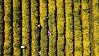 Para petani di desa bunga Sa Dec sibuk merawat bunga-bunga mereka sebagai persiapan untuk Festival dan Tet (Tahun Baru Imlek) 2026.