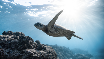 Rare sight of sea turtles in Con Dao during breeding season