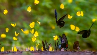 Cuc Phuong in der Schmetterlingssaison – wenn sich der alte Wald in ein Märchenland verwandelt