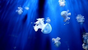 Độc đáo thú nuôi sứa cảnh mini