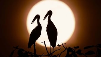 Perdido en el mundo salvaje en el jardín de aves de Ninh Binh
