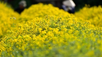 In der Blumenhauptstadt Nordvietnams herrscht reges Treiben, da viele Kunden frühzeitig für Tet (das vietnamesische Neujahrsfest) einkaufen.