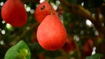 Jeruk bali merah, yang dulunya dipersembahkan kepada kaisar, sedang musimnya, dan para pedagang memesan, tetapi pasokannya tidak mencukupi.