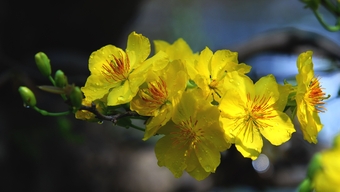 クアンチの旧正月の花市場から春の雰囲気が広がります。