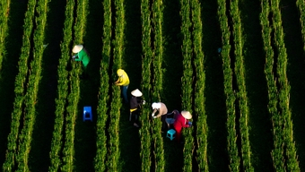 Menjelang Tết, para tukang kebun di Thoi An dengan cemas menunggu bunga-bunga mekar tepat waktu.