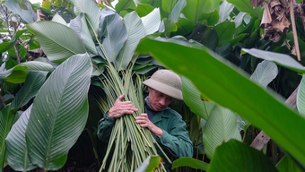 Het drukke seizoen van het oogsten van bananenbladeren voor Tet (Vietnamees Nieuwjaar).