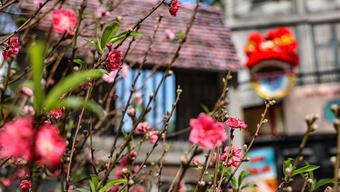 'Living slowly' in Hanoi, enjoying every peaceful moment at the beginning of the year.
