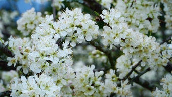 Le plateau de Bac Ha est recouvert d'un manteau blanc de fleurs de prunier.