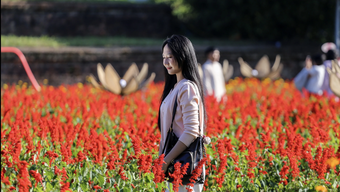 Be amazed by the sight of 50,000 flower pots displaying their vibrant colors beside the ancient citadel of Hue.