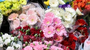 מחירי הפרחים ליום האישה הבינלאומי (8 במרץ) עולים מדי יום, והלקוחות ממהרים לקנות אותם לאורך כל הלילה.