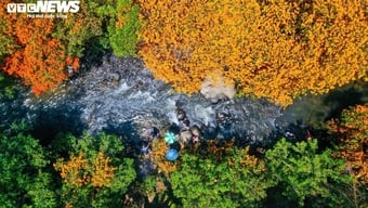 Les bougainvillées sauvages fleurissent en abondance – la « muse » des vastes forêts de Gia Lai s’éveille.