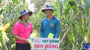 Trồng bắp ra trái to bự ở Tiền Giang, giá bán trái bắp tăng cao chưa từng thấy, dân bẻ bán là trúng