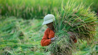 Trồng lúa giảm phát thải, nông dân ĐBSCL sắp được chi trả tiền tín chỉ carbon