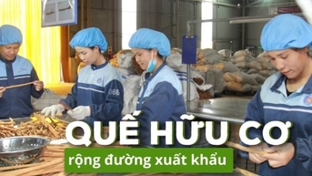 Khẳng định vị thế 'bá chủ' ngành quế thế giới