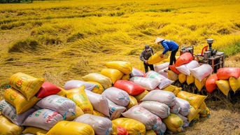 Xuất khẩu vượt 5 tỷ USD, vẫn đau đáu chưa có thương hiệu gạo Việt chất lượng cao