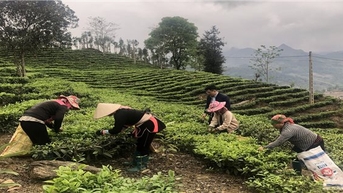 Lào Cai: Đồng bào DTTS ở huyện 30a tăng thu nhập nhờ làm nông nghiệp hàng hoá