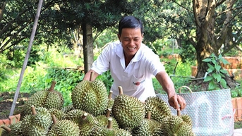 Sầu riêng, loại quả ngon từ cây tiền tỷ là cây sầu riêng, ở Tiền Giang, cứ 1ha nông dân lãi vài tỷ