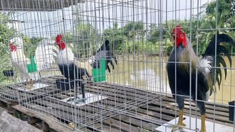 Chàng trai An Giang thu nhập vài chục triệu mỗi tháng nhờ đúc tượng gà vịt từ xi măng
