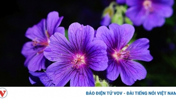 Purple Flowers of the Past - ចម្រៀងដែលរំជួលចិត្តអ្នកស្តាប់តន្ត្រីដោយតន្ត្រីករ Huu Xuan