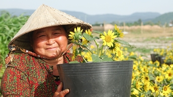 Dân trồng hoa Tết ở Phú Quốc phấn khởi khi được khách đặt mua sớm