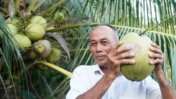 Đây là cây dừa sáp thấp tè đã ra trái quá trời ở Trà Vinh, dân hễ bẻ xuống là bán hết veo, hút hàng