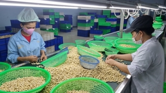 Triển vọng xuất khẩu điều trong năm 2024
