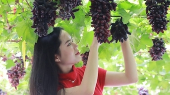 올해의 남부 과일 축제의 흥미로운 점은 무엇입니까?
