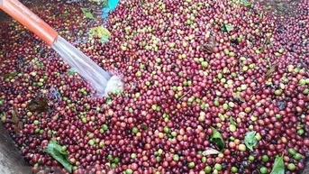 Giá cà phê xuất khẩu bật tăng, Robusta chạm mốc 4.200 USD/tấn
