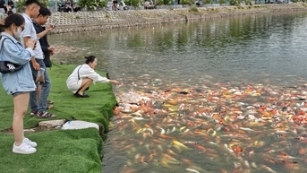 Kiểm điểm rút kinh nghiệm trong việc phải di chuyển hơn 8 tấn cá koi hồ Đầm Đông