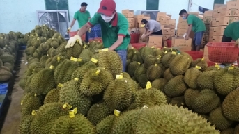Mặt hàng sầu riêng đẩy kim ngạch xuất khẩu rau quả đạt mức kỷ lục