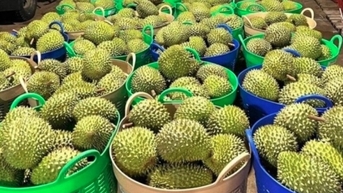 Điều gì khiến giá sầu riêng giảm sâu?