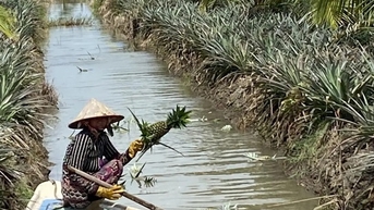 Cho dừa sáp chung ruộng với cây khóm ở Kiên Giang, ngỡ "trồng lung tung", ai ngờ lợi đủ đường