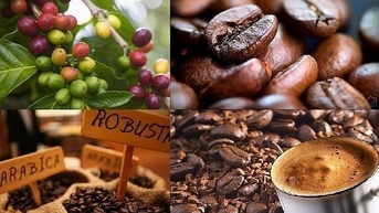 Lo ngại về triển vọng nguồn cung, giá cà phê xuất khẩu thiết lập mức cao mới