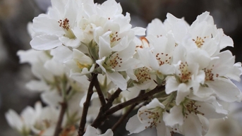 ការបើកពិធីបុណ្យផ្កា Hawthorn ពាក់អាវកំណាព្យនៃនិទាឃរដូវ