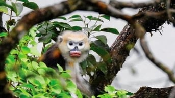 Những bức ảnh ấn tượng về Chim và thú hoang dã Việt Nam