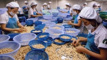 Tình trạng tranh mua, tránh bán hủy hoại ngành điều Việt Nam