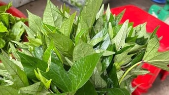 Cánh đồng rau dại ở Việt Nam, tranh thủ hái nắm rau dại, móc vài chục con cua nấu bát canh ngon