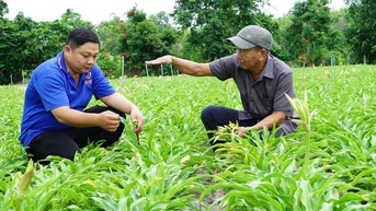 Trồng loài cây được coi là "thần dược" kháng ung thư, nông dân một xã ở Tây Ninh không lo ế hàng