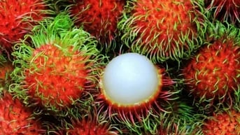 New Zealand dự kiến nới lỏng biện pháp giám sát kiểm dịch thực vật đối với một số trái cây Việt