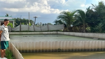 Nuôi ba ba dày đặc dưới ao, một ông nông dân Hậu Giang hễ vớt lên đến đâu bán hết đến đó