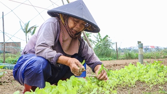 Giá rau gần Tết tăng cao, nông dân Đà Nẵng không có rau để bán