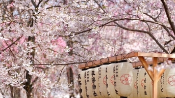 Từ biểu tượng văn hóa tới "ngoại giao hoa anh đào" Nhật Bản