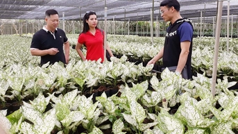 Tìm hướng phát triển cho du lịch nông nghiệp, nông thôn