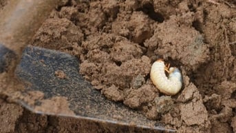 Đào loại ấu trùng nhìn là sợ, kiếm nửa triệu đồng mỗi ngày