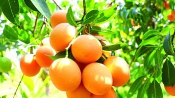 Cây thanh trà, cây đặc sản Vĩnh Long quả ngon, vị ngọt, đẹp nhất dáng nhì da, hễ bẻ là bán hết veo